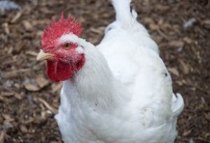 Electrical Waterbath Stunning of Poultry