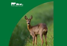 UK government confirms phase-out of lead ammunition following wildlife welfare and environment concerns feature image