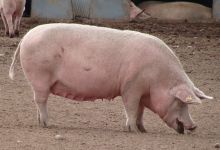 HSA commits to new research and development to improve the welfare of pigs at slaughter feature image