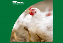 HSA supports national study into poultry catching and handling feature image