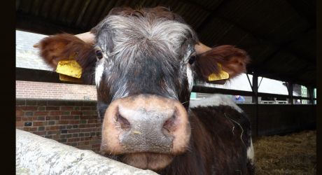 CCTV to be introduced in all slaughterhouses in England in 2018 feature image