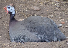 Guinea Fowl