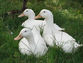 Ducks