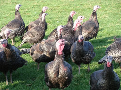 Turkeys