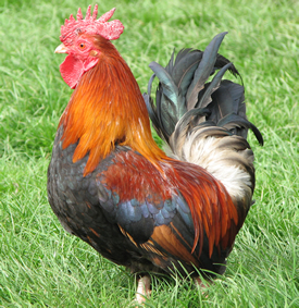 cockerel