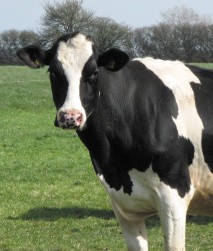 Cow