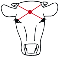 cattleposition