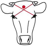 cattle non-pen