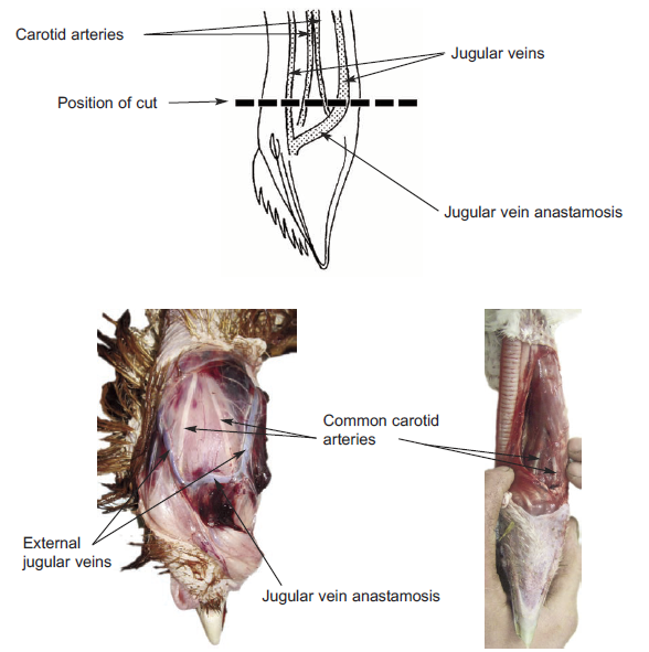 PoultryBloodVessels