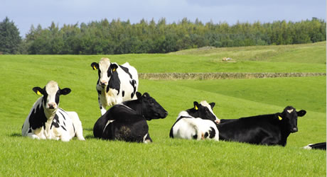 Cows in a field